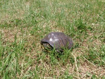 舎人公園の坂の途中にミシシッピアカミミガメが